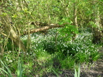 White Loddon Lilies, also dubbed 'Summer Snowflakes' or 'Summer Snowdrops'.